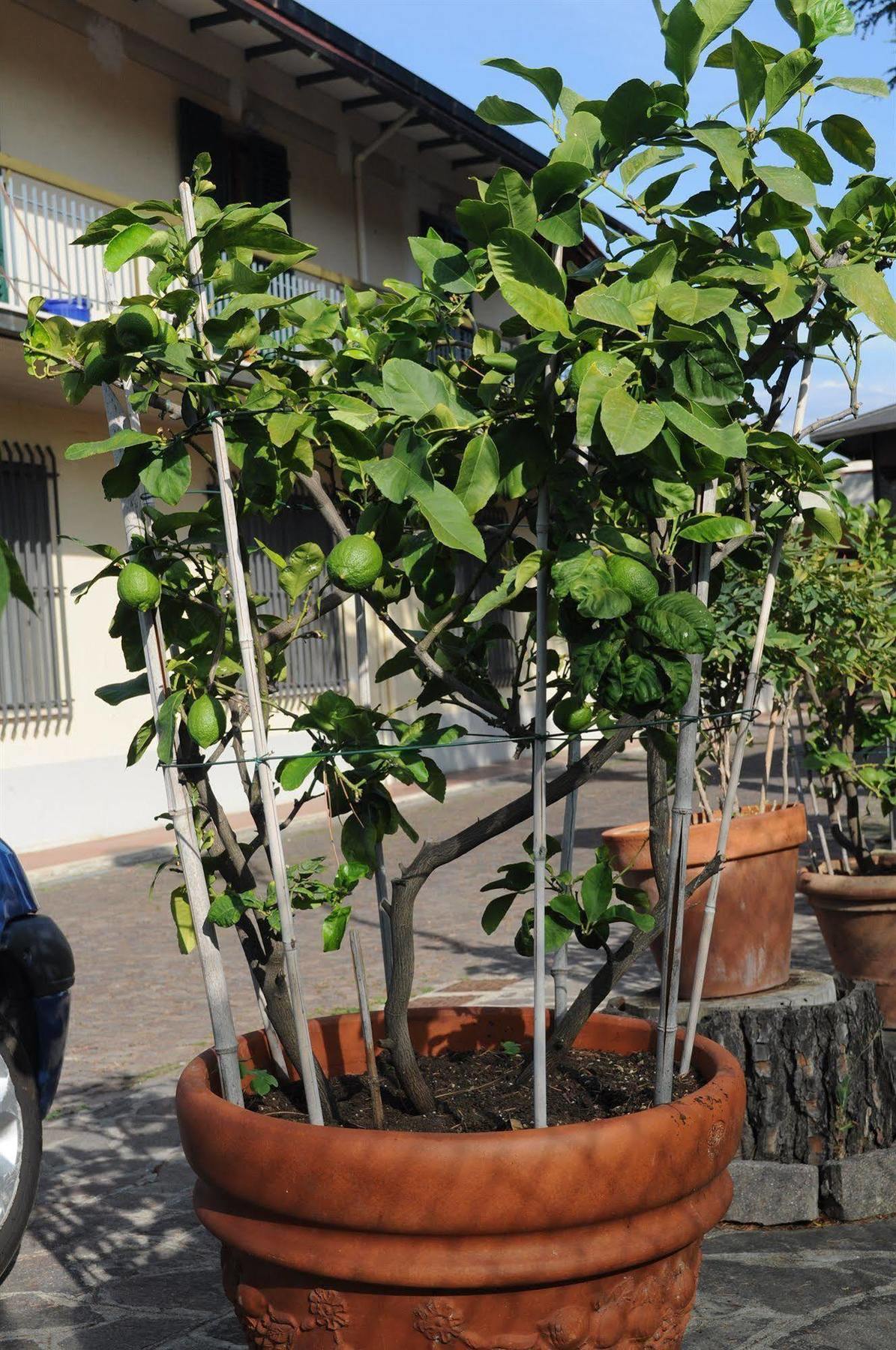 Marinetta Bed & Breakfast Signa Εξωτερικό φωτογραφία